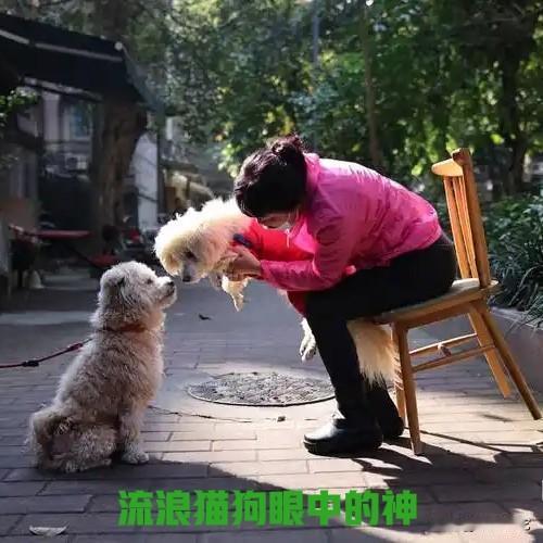 流浪猫狗眼中唯一的神！
《散文》

你总在下班时绕半段路，口袋里永远揣着没拆封的