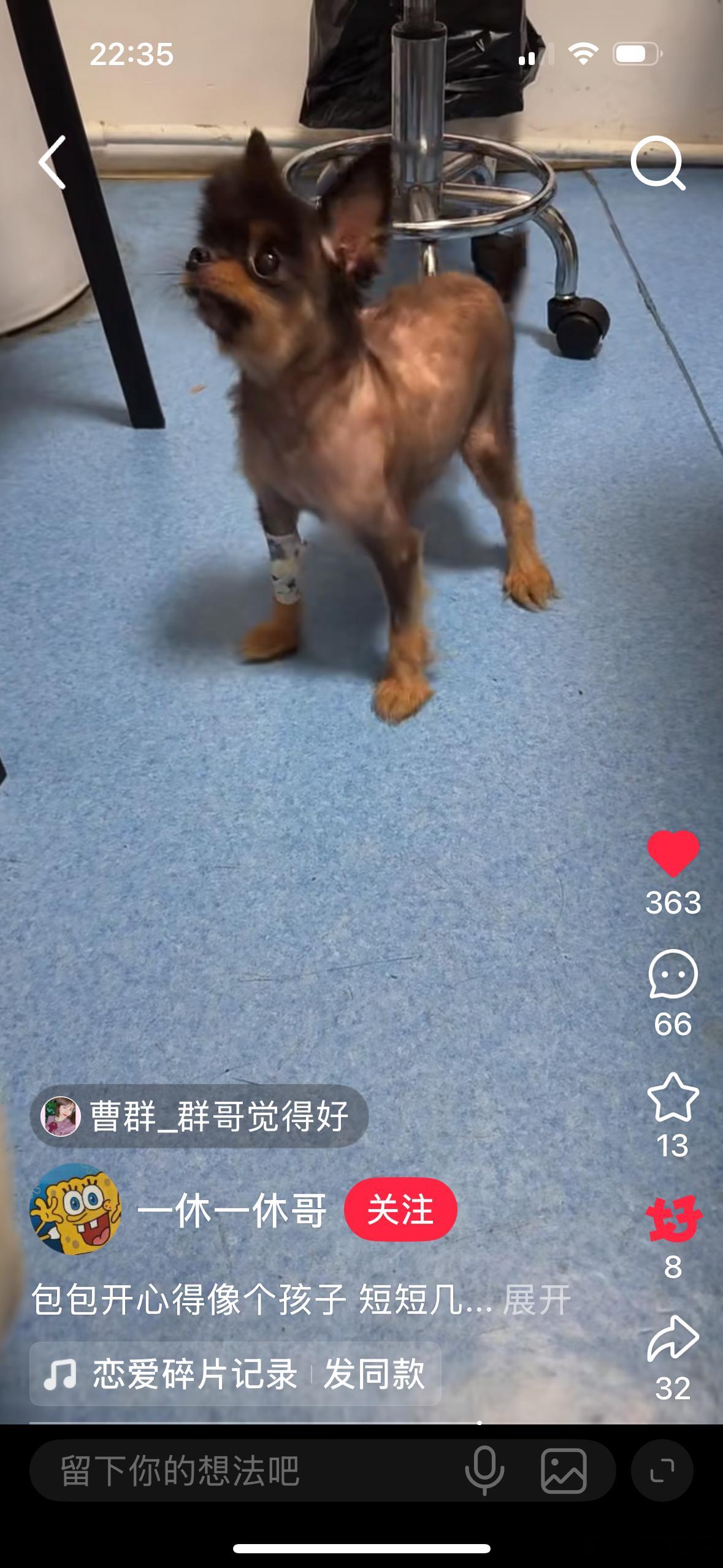 繁殖犬 抑郁这个小宝长得好漂亮！！！眼睛亮亮的，还是立耳。真好看可惜有的人为了一