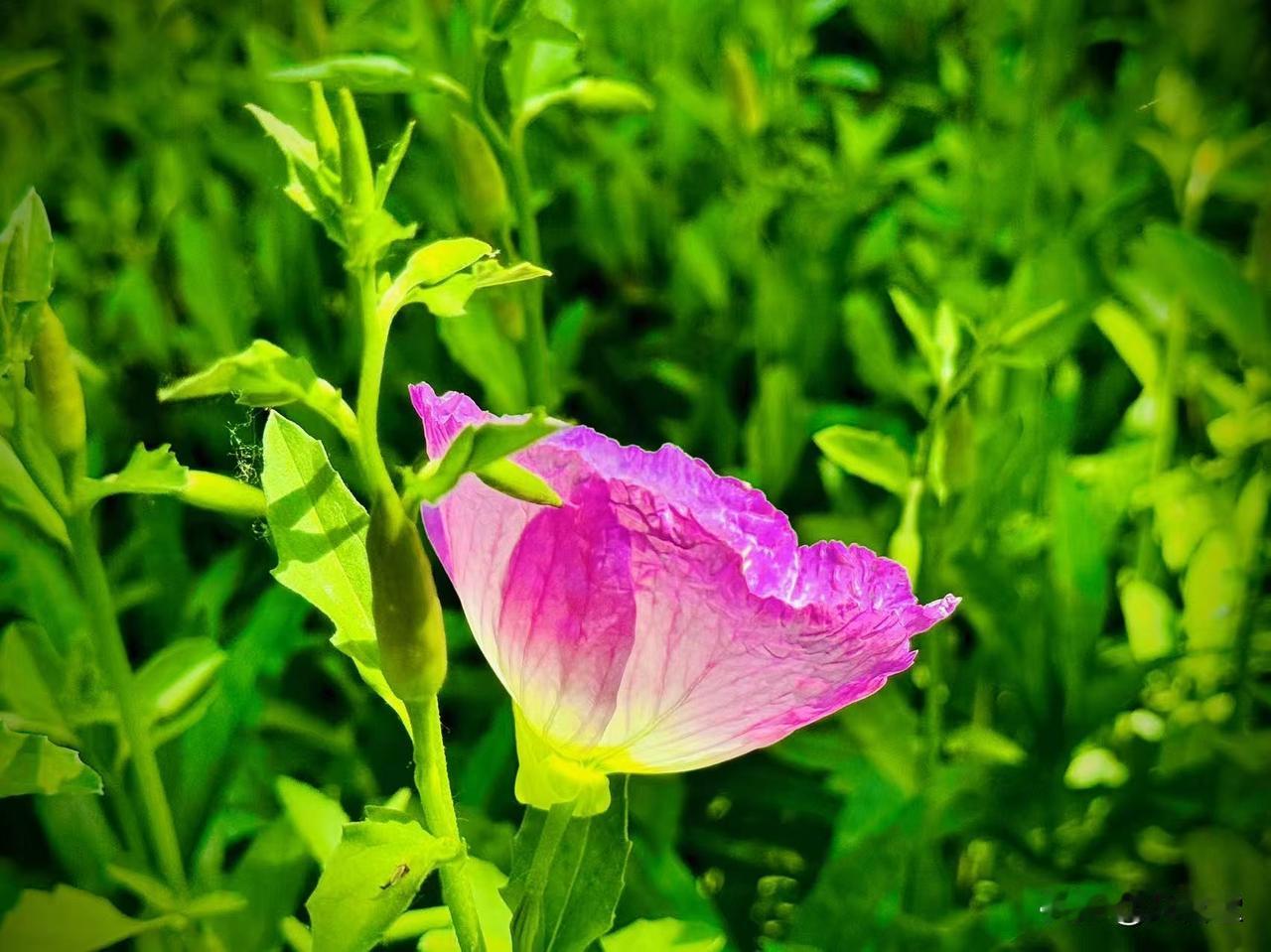 被一朵花照亮
          （原创）


乖巧的阳光
在草地上一铺开
那么