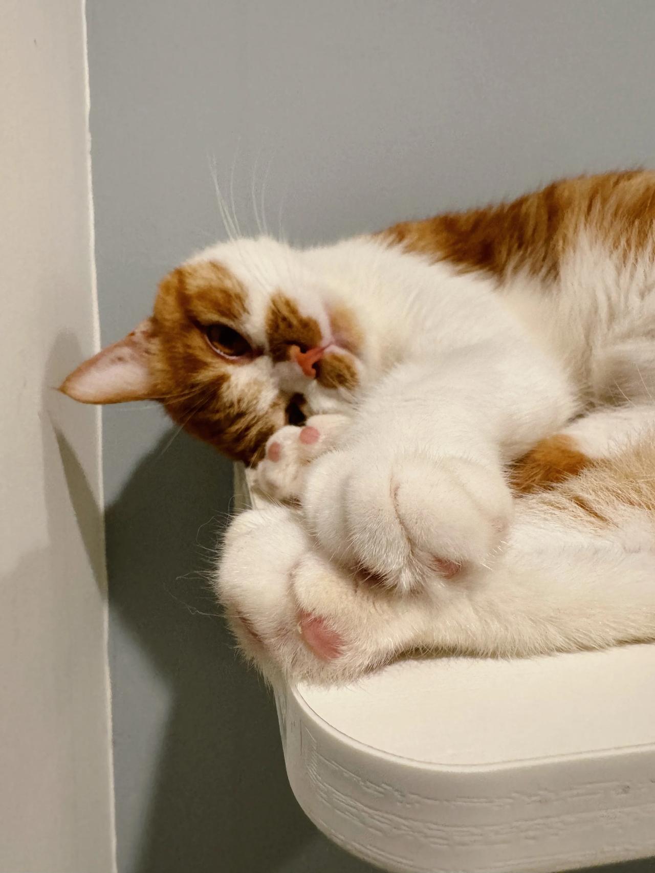 咪宝最近很喜欢在这块板板上睡觉，当心jiojio被人偷走哦！
#萌宠# #猫咪#