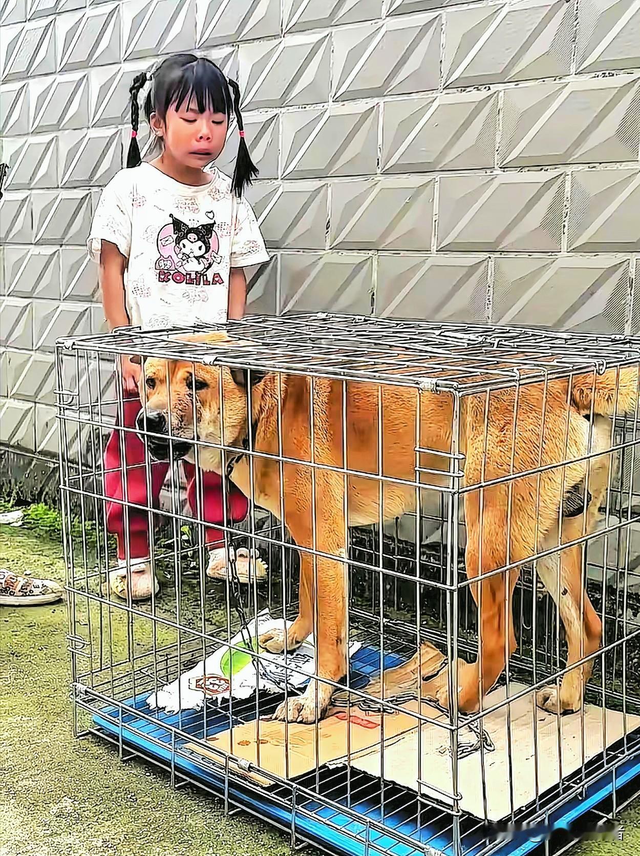 广西桂林，老奶奶1500元卖掉了跟随多年的大黄狗，正当狗贩子把大黄关在笼子里准备