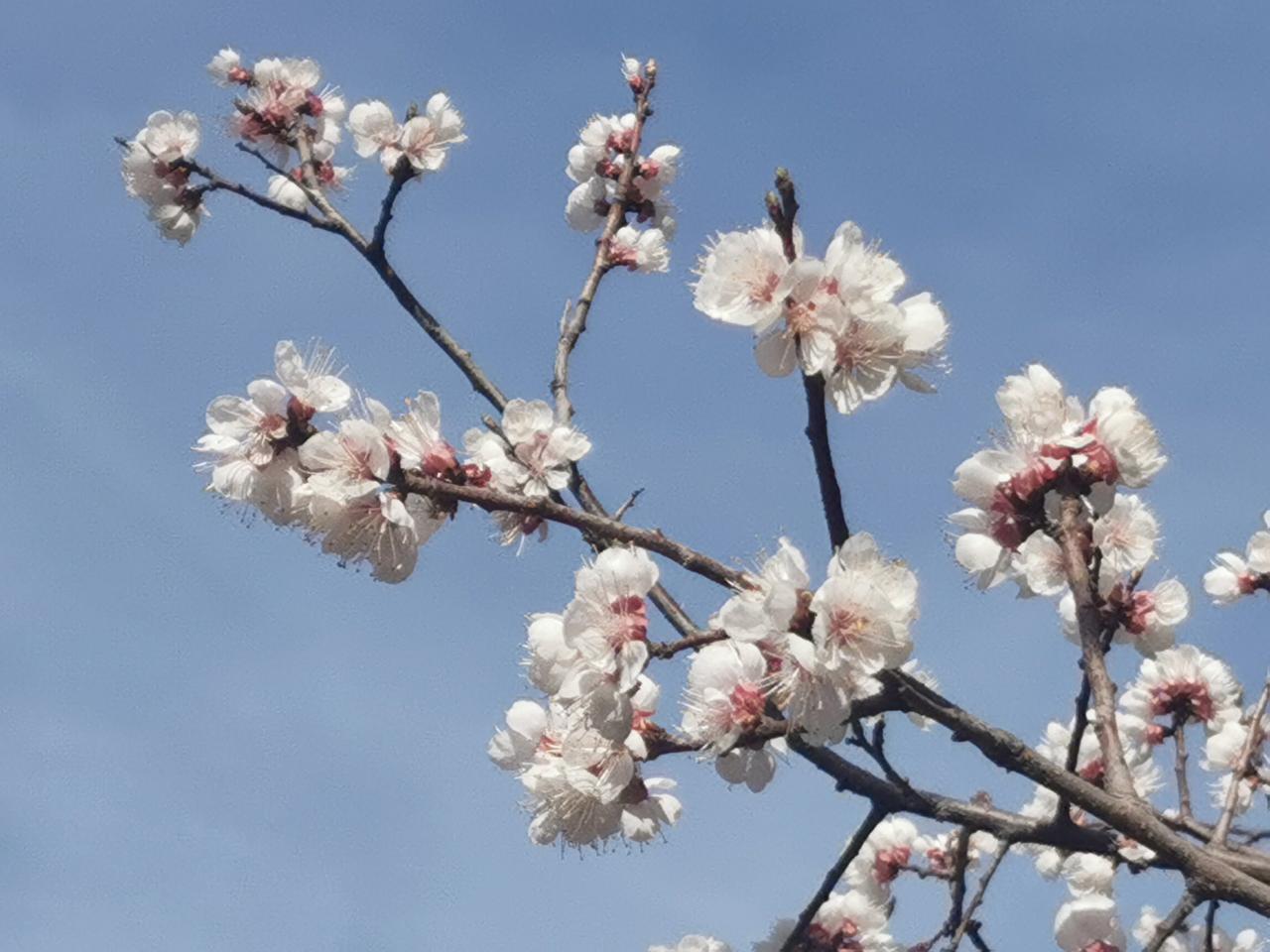 杏花怒放，再过俩月就可以品尝到杏子的甘美了！