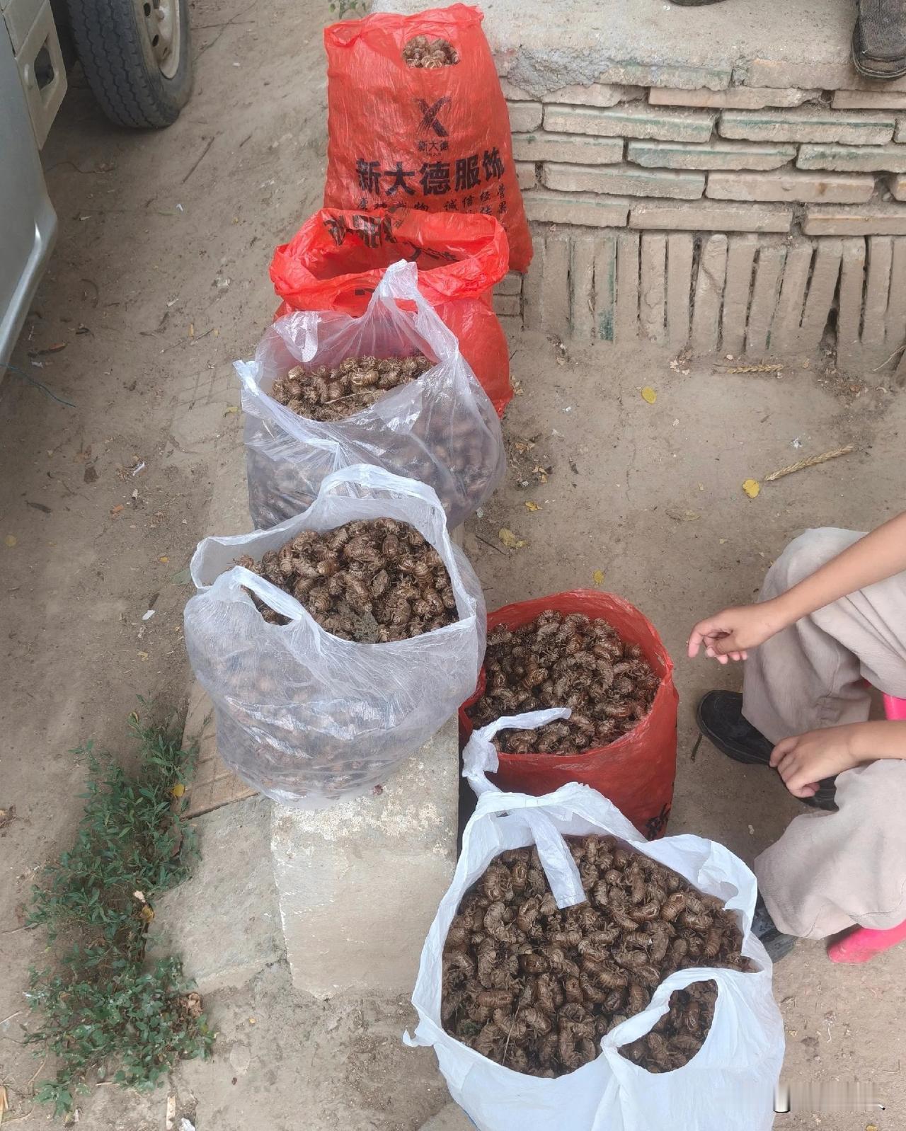 天呐，爬蚱皮一斤卖到200块，你们当地是什么行情？

这东西小时候满树都是，现在