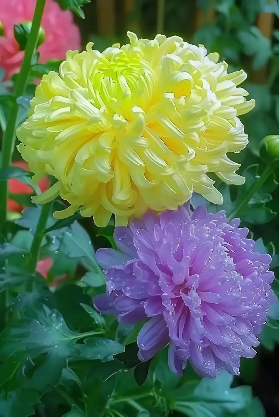 上联：世界缤纷菊花绚；
下联：？？？