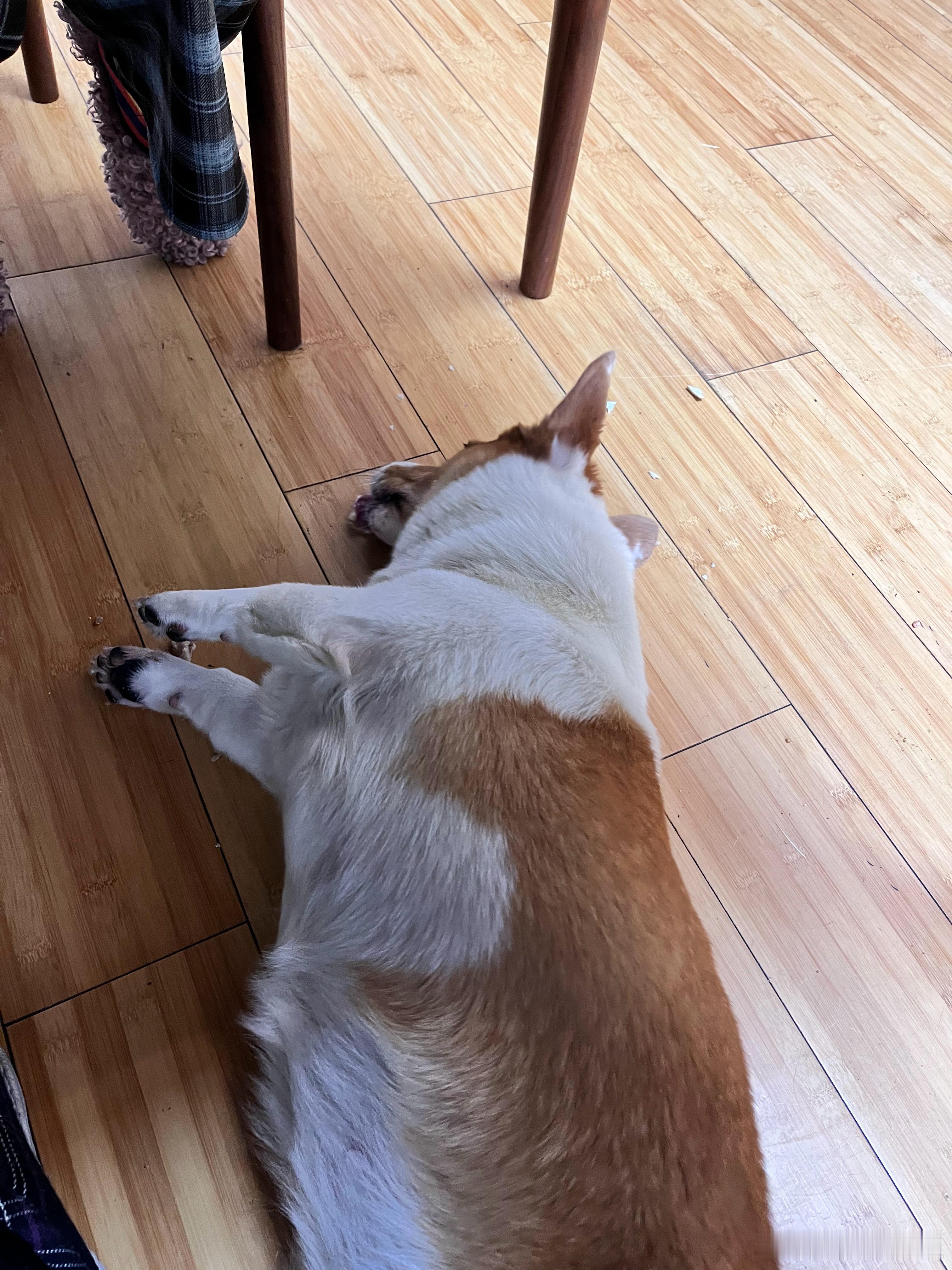 它连吃骨头都要躺着吃所以说，胖子的胖是有原因的[允悲] 