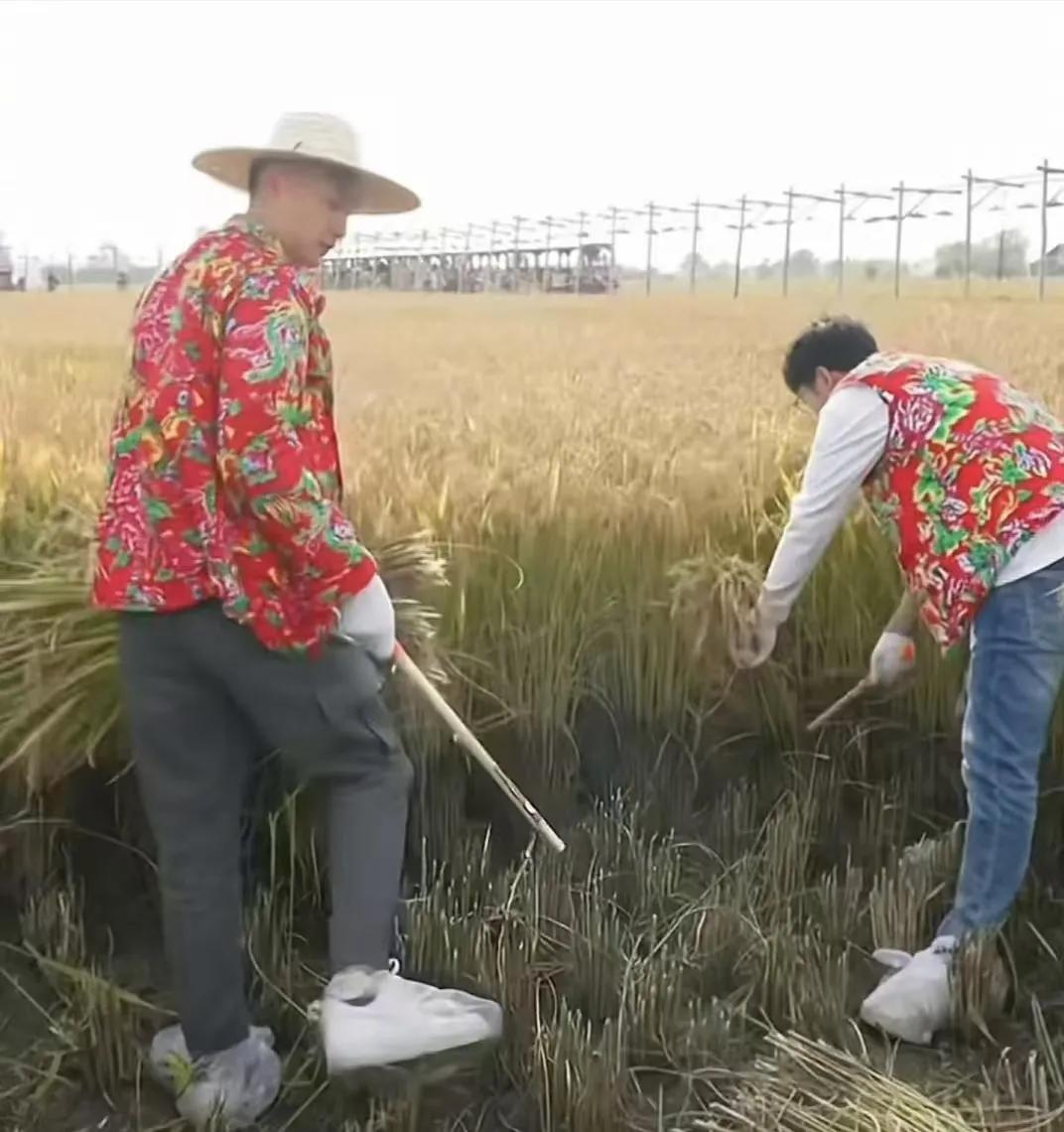 东方甄选直播主播们体验农活割水稻，带着手套穿着鞋套，网友指出这到底是作秀还是体验