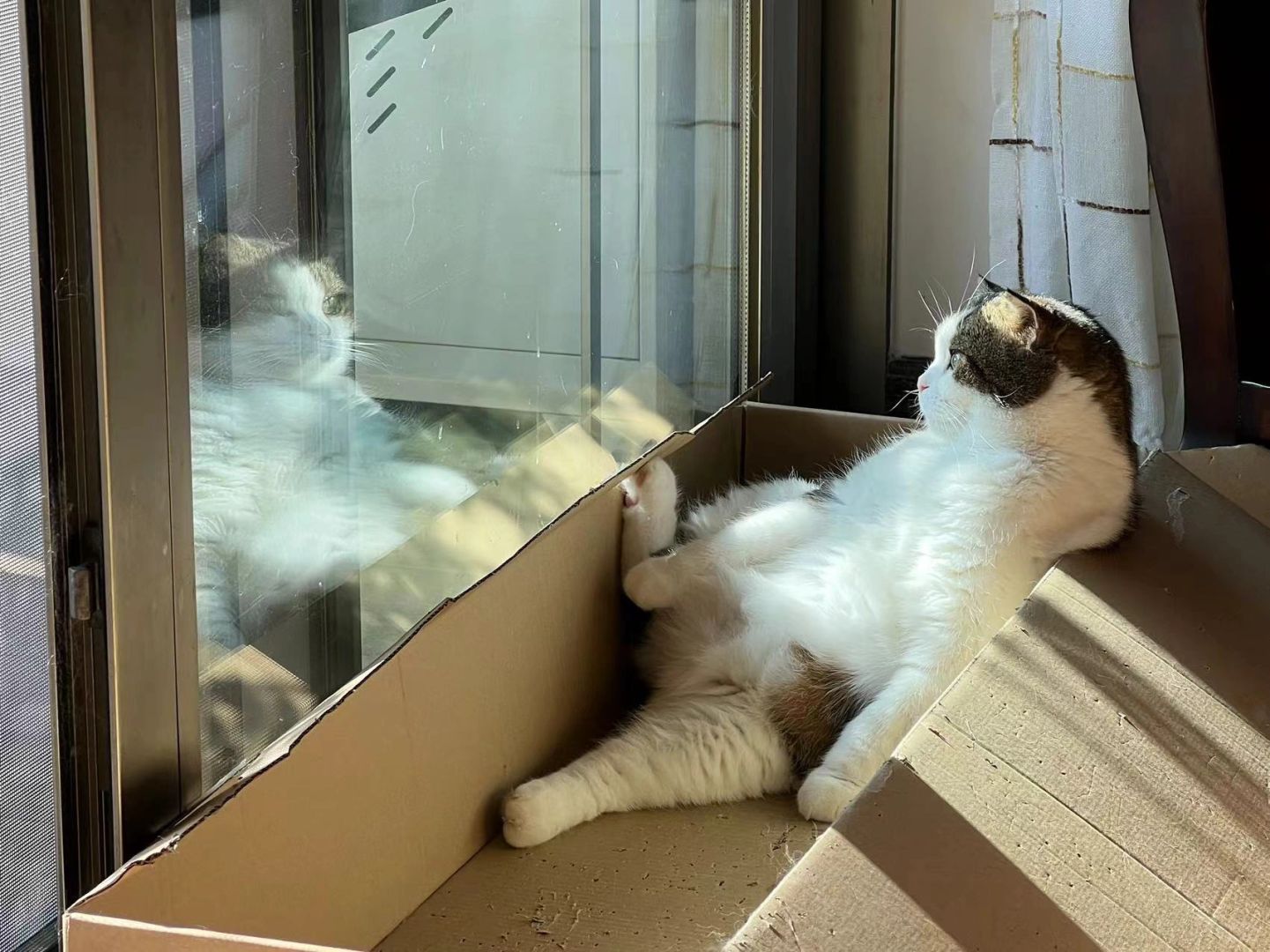 妈妈养的猫，有种看透人生的感觉….