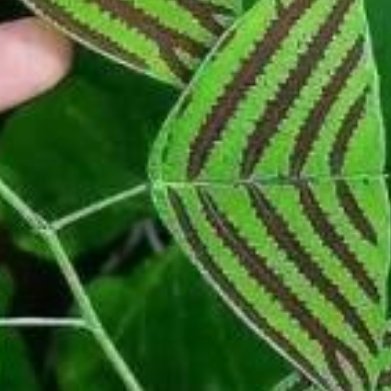 狼尾蕨（小众蕨类） ✅种植方法1. 土壤：泥炭土混合松鳞、少量珍珠岩，疏松透气偏