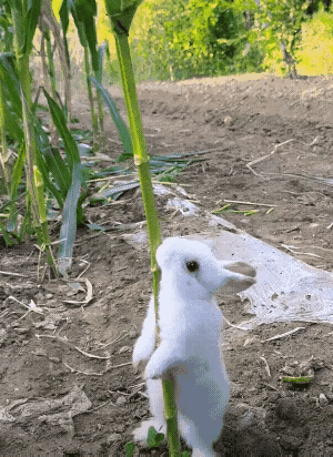 网友纷纷竖起大拇指：天呐，谁还敢说兔子傻？这智商简直秒杀一片动物啊！