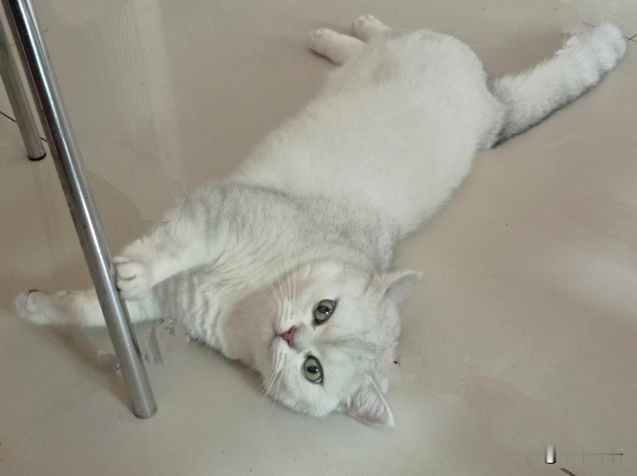 猫咪给你带来的精神抚慰和快乐是无价之宝！在你决定领养之前必须慎重考虑，三思而行！