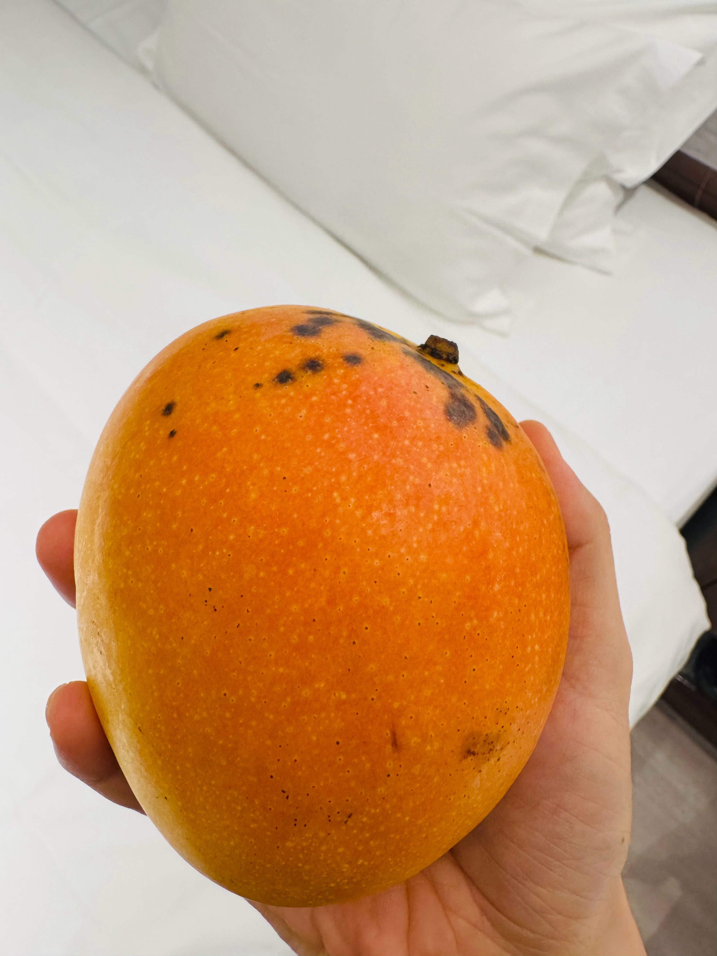 广西买的芒果还剩 3 个。它们跟着我，可能想不到会来到北方，从大西南到大东北，几