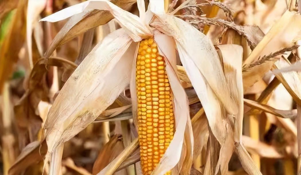 为什么玉米被认为是“外星植物”？一位种了半辈子地的老人告诉我，90%的人都不知道