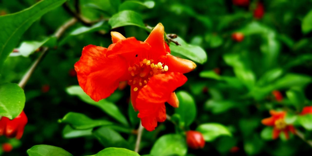 五月花魁——石榴花
时届五月，本月花之首是哪一朵呢，榴花！石榴花！花红似火，喜迎