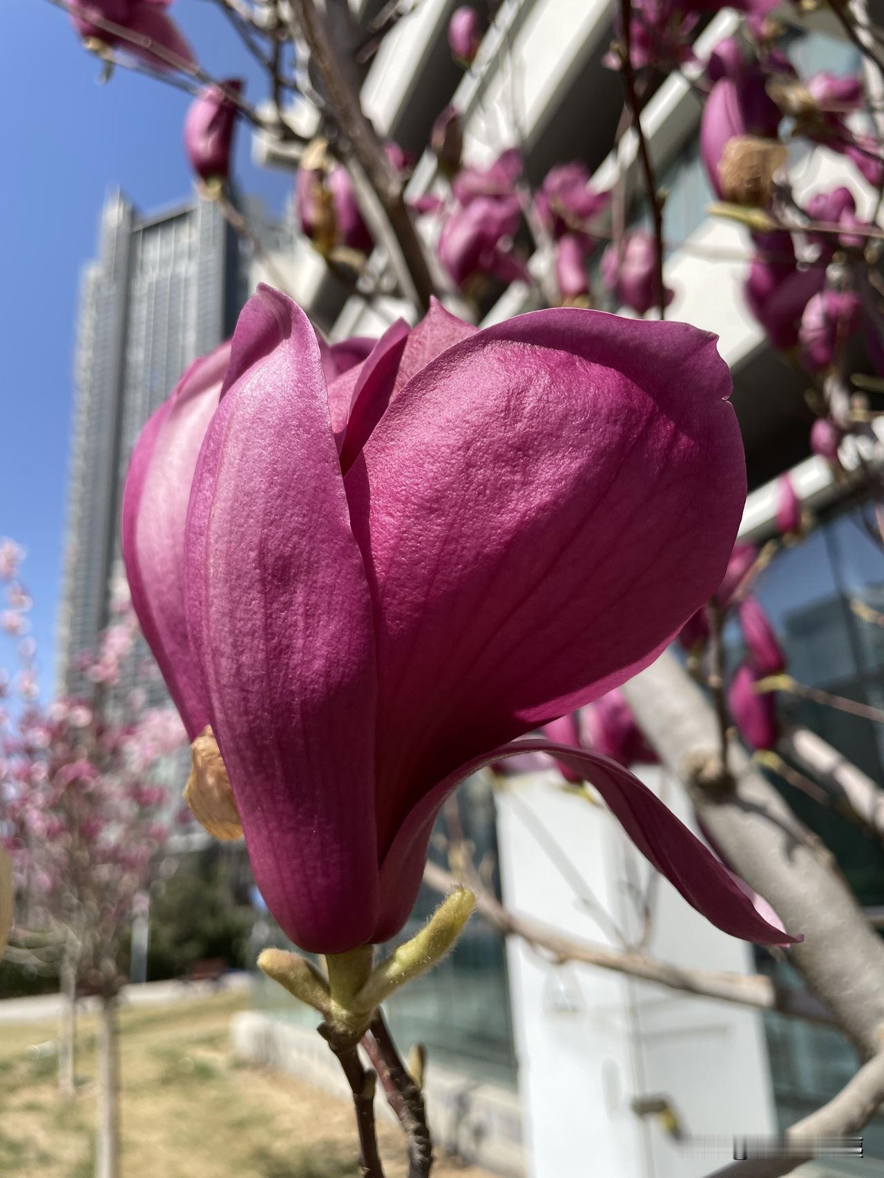 花朵的高光时刻3月我在院子里拍到的紫玉兰花。就像一个亭亭玉立美少女，相信你也喜欢