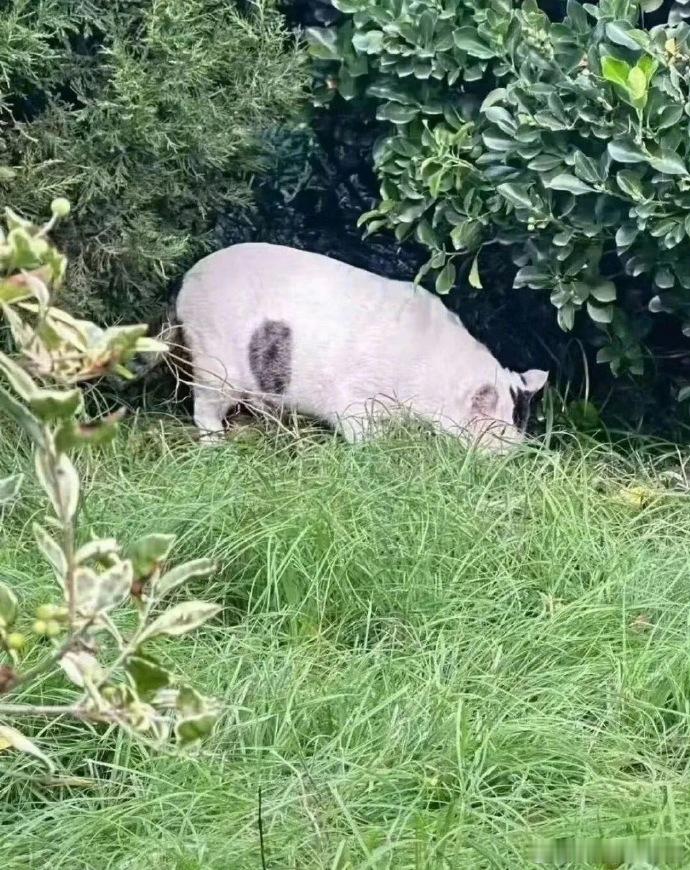 不好意思，第一眼真看成了猪 ​​​