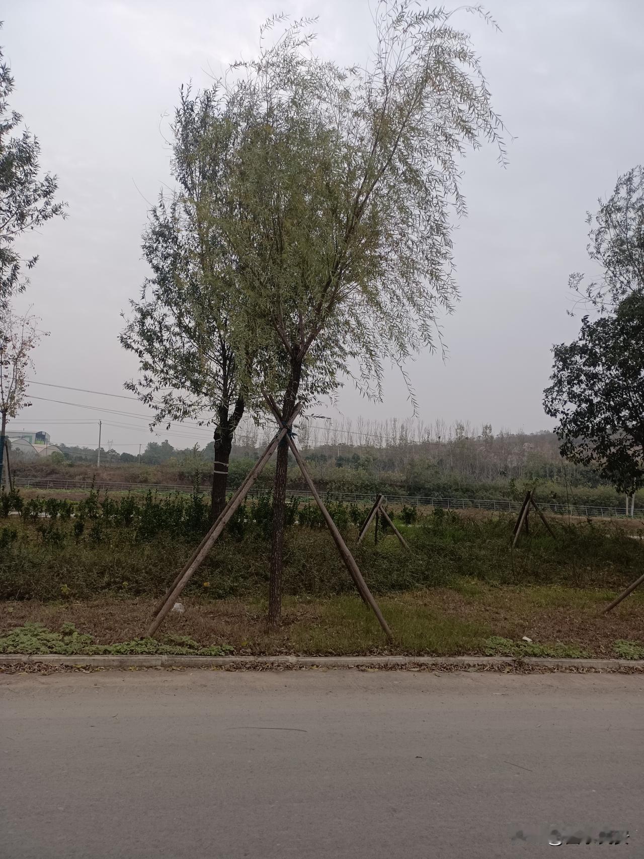 路边这棵绑拐杖的柳树，
早上路过路边瞅见棵刚栽的柳树被三根木棍支棱着，活像拄了副