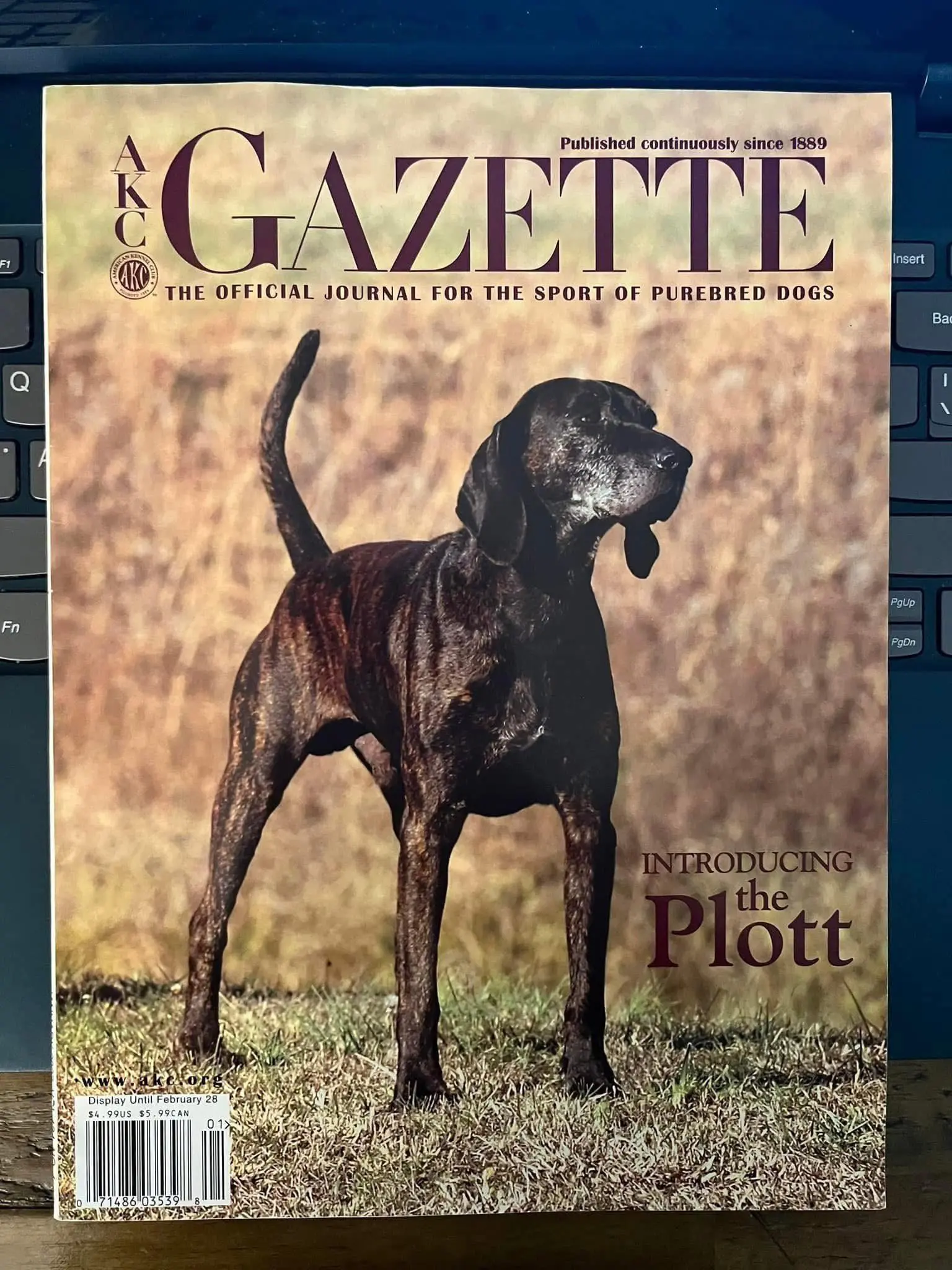 AKC Plott hound，如果你在美国进口普罗特猎犬，文件是“U...