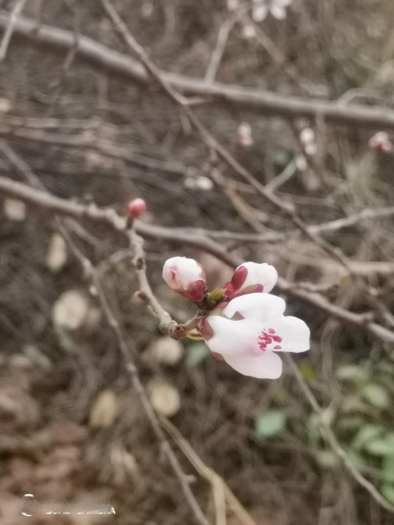 春来枝头闹
小河弯弯绕
燕子归来晚
窗前夕阳照