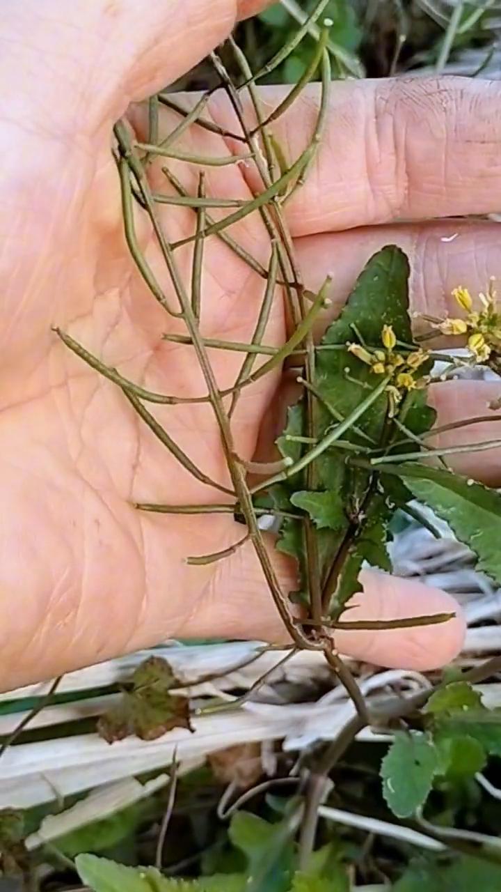 请注意看，这可是价值珍贵、功劳不小的植物，它叫旱菜，是一位不可多得的野菜植物，你