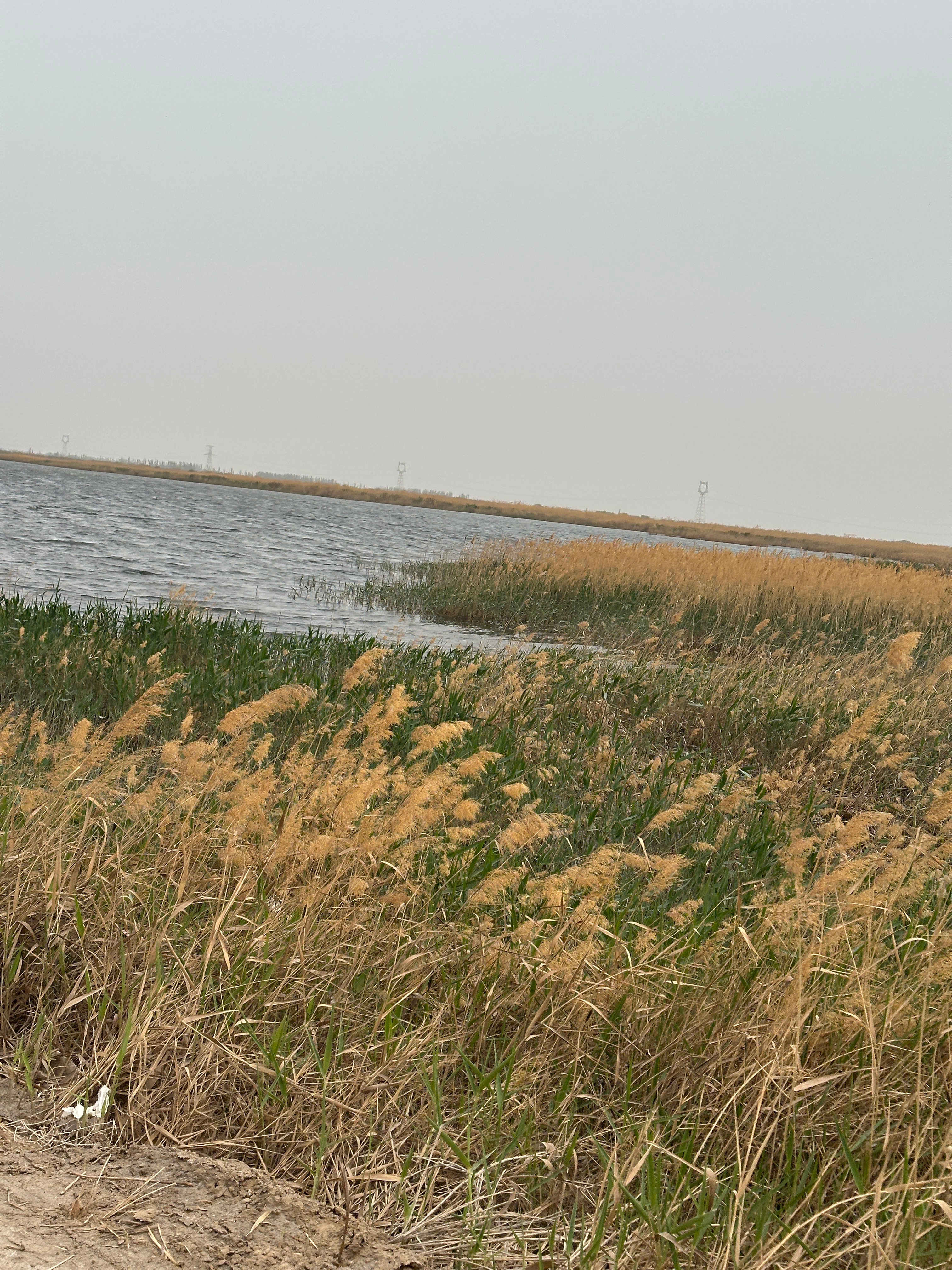 💜路边的小野花还怪好看的💜忍不住的想薅一把子 哈哈…… 