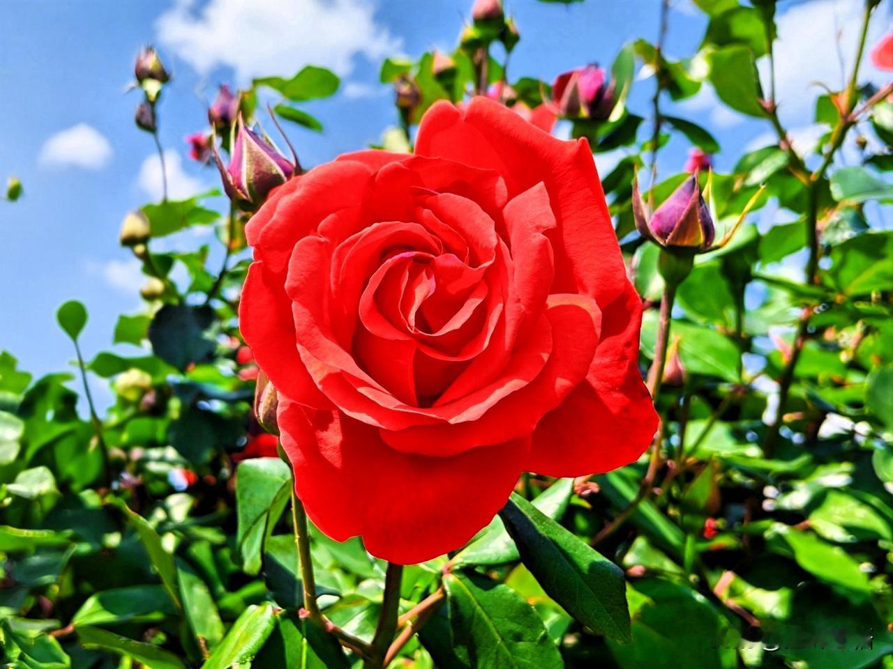 惊艳的红色月季，绽放出无尽的美丽与浪漫！🌹💕