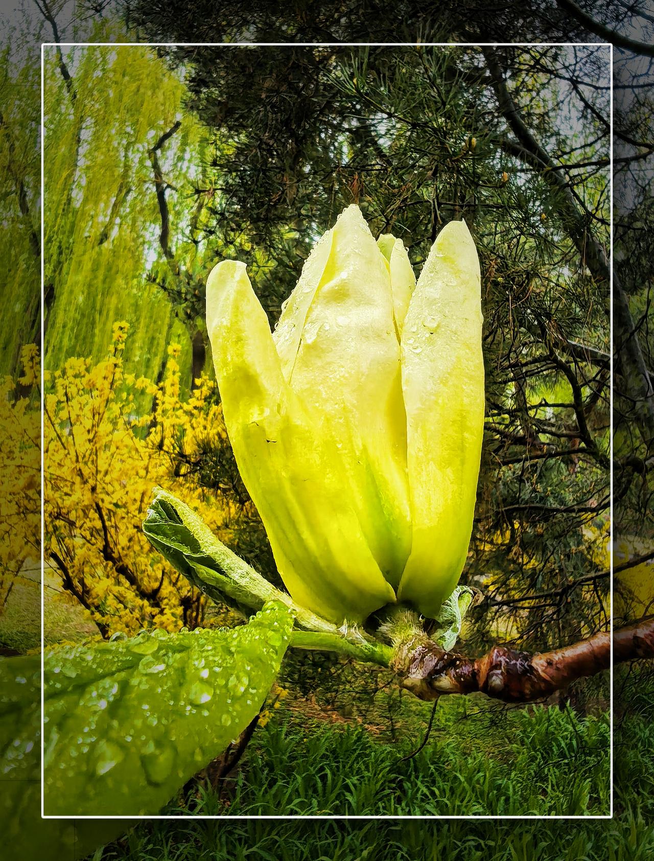 分享一张随手拍的花手机拍的雨天玉兰花