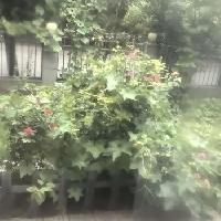 定居在成都的同事发消息，问我家院子里现在都种的啥菜，我说是种的草[捂脸][捂脸]