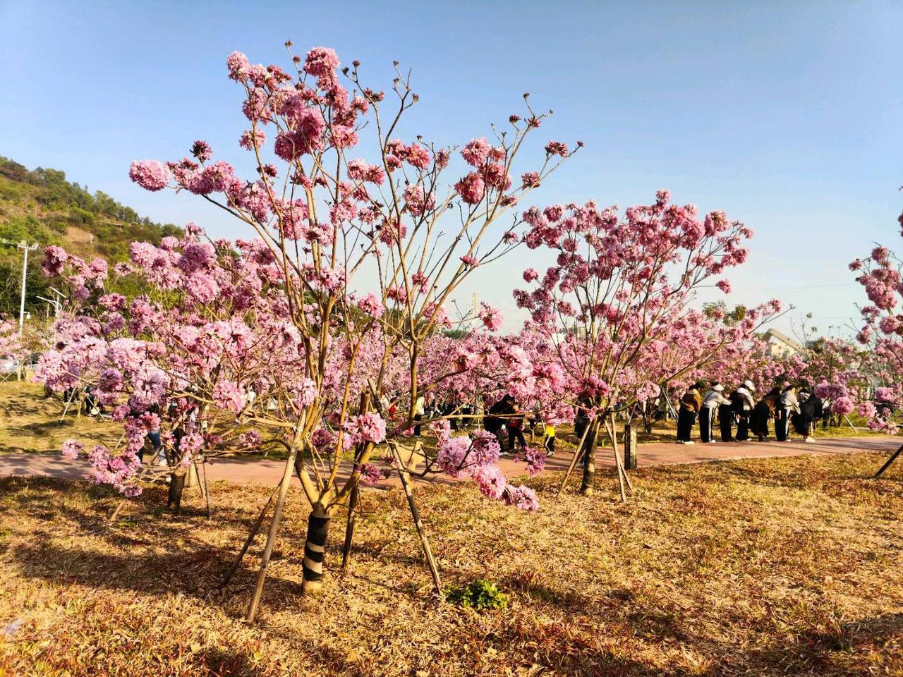 花开满园香百里，
吸引游客到此地。
打卡拍照笑开心，
留下幸福时印记。
香花伴随