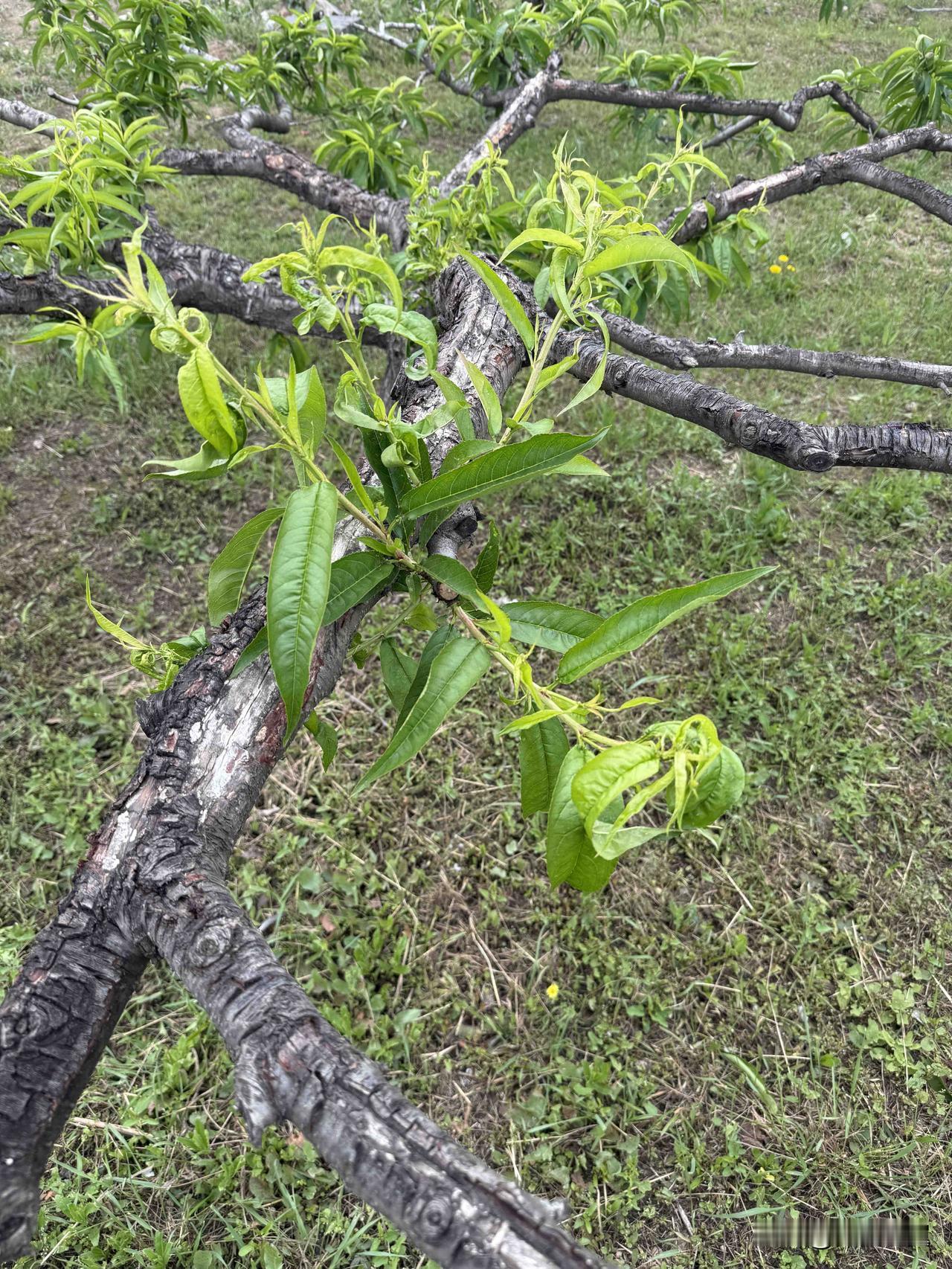 【小对联】
上：……？
下：偏方。