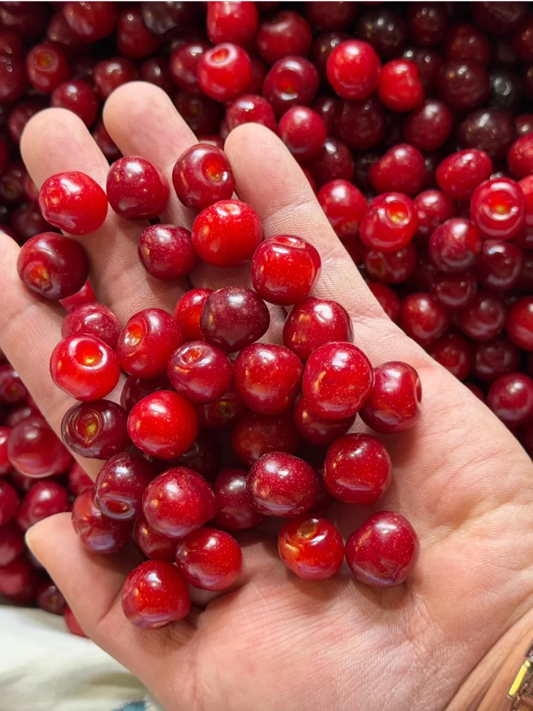 黑钻小森林小樱桃，听着名字就不简单了，爆甜