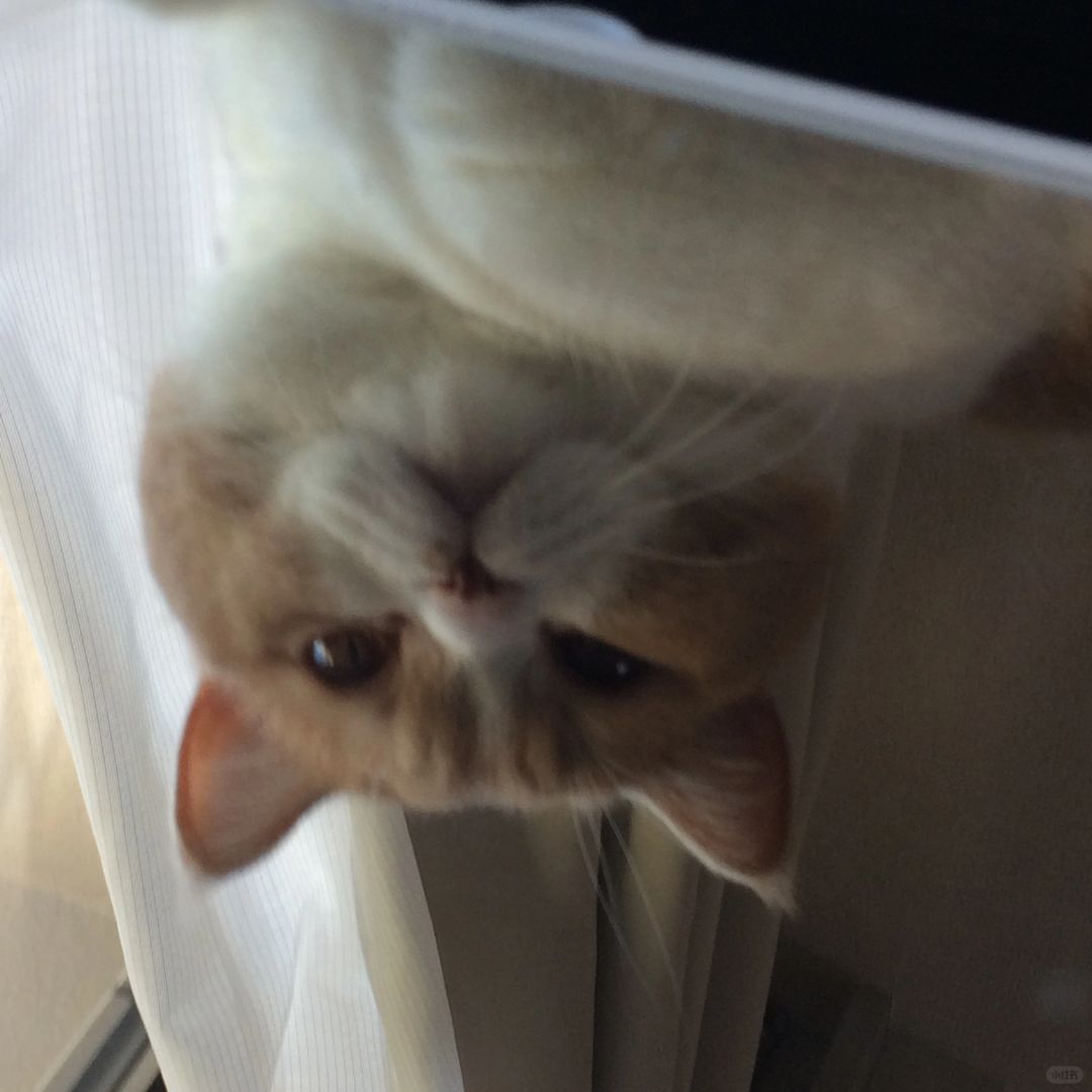 get到5s拍照的氛围感小猫