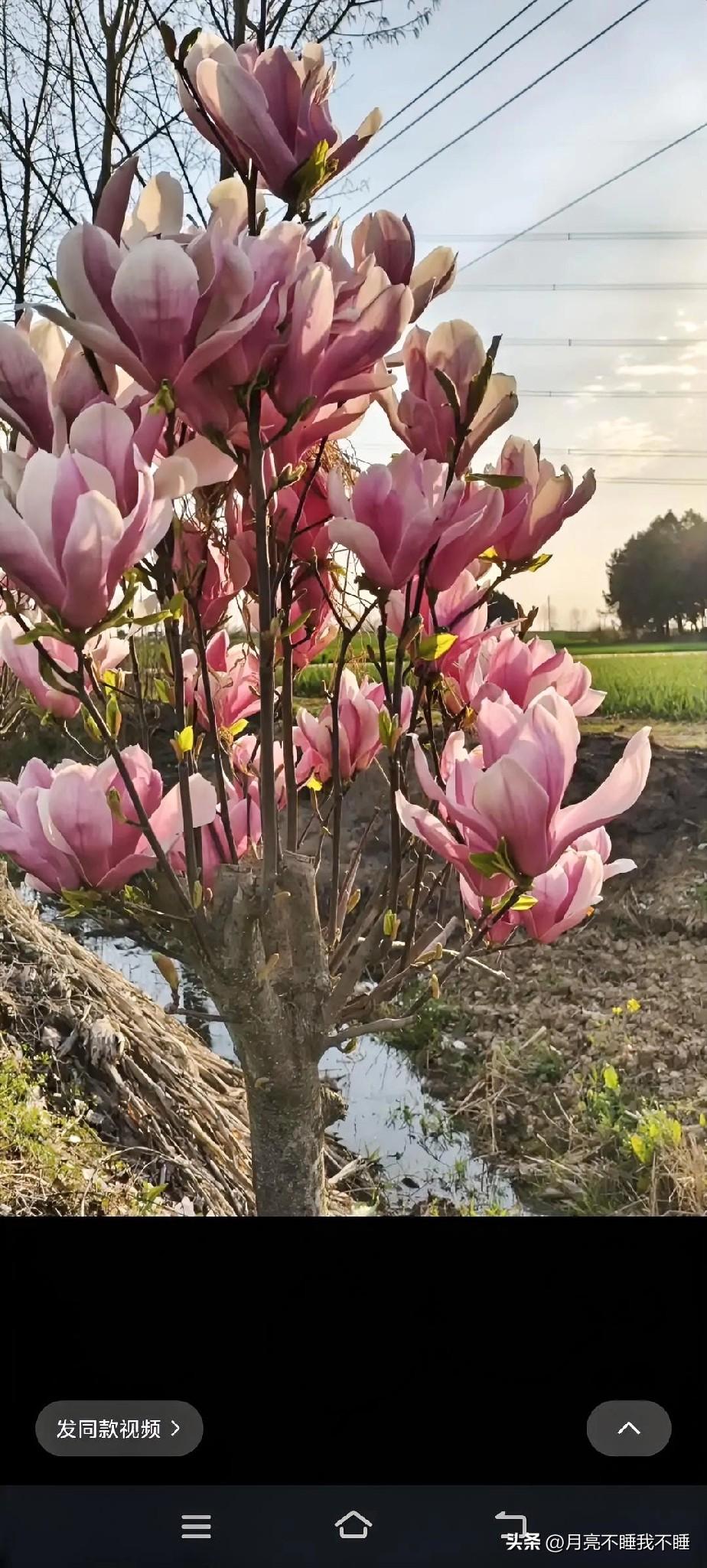 今天又在田埂边撞见这棵玉兰花，粉嘟嘟的花瓣攒在枝头上，风一吹就晃得人心软。
阳光