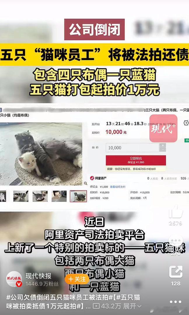 可怜的猫咪，被当成商品拍了公司欠债倒闭五只猫咪员工被法拍五只猫咪被拍卖抵债1万元