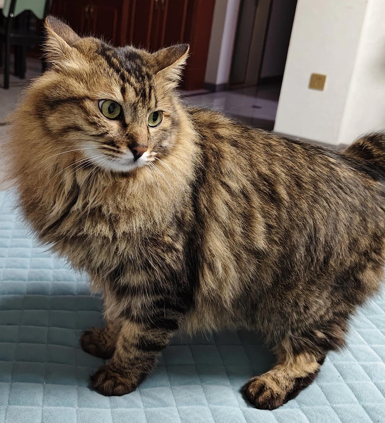 我家的猫真是可爱极了！虽然尾巴曾被人伤害短了很多，但自从被我孩子收养后不再胆小懦