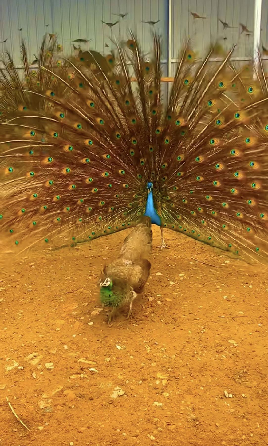 孔雀🦚开屏是雄性孔雀还是雌性孔雀

朋友们您知道孔雀🦚开屏的是雄性孔雀🦚还