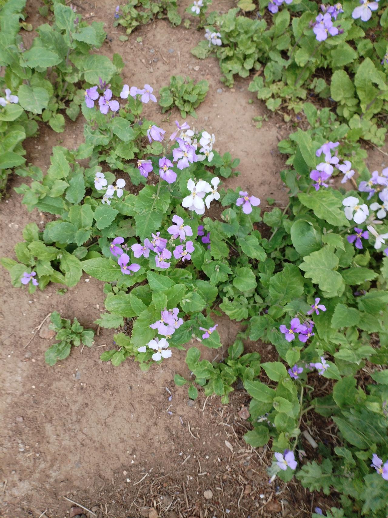 真正温柔的人 
从不是 
被善待过多少
 而是
 受过伤后 
依然选择 
善待世
