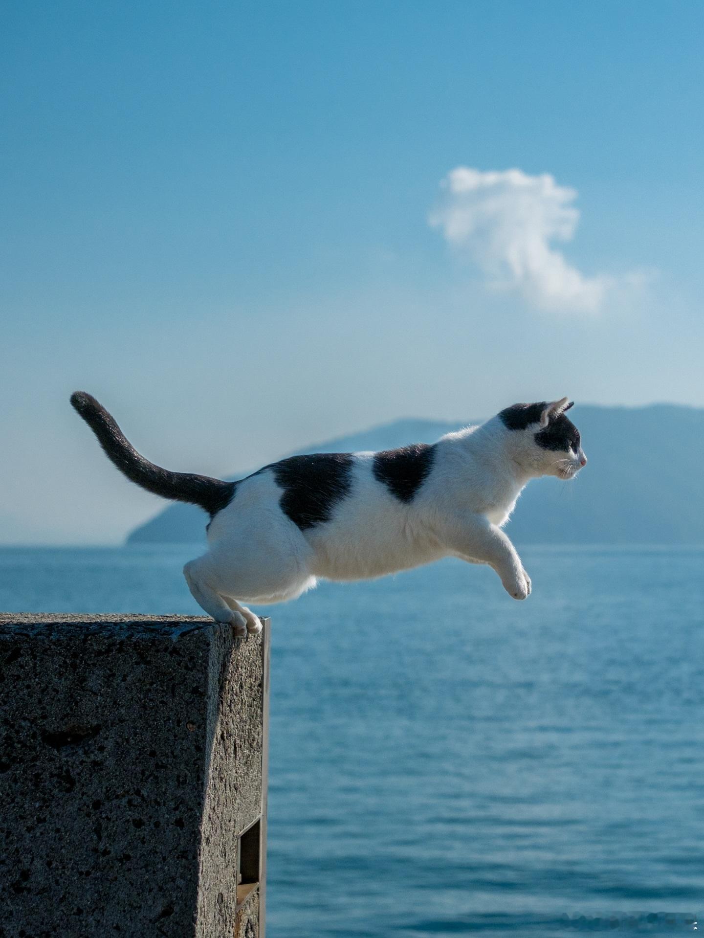 飞猫🌊..cr：bluebirdjourney 