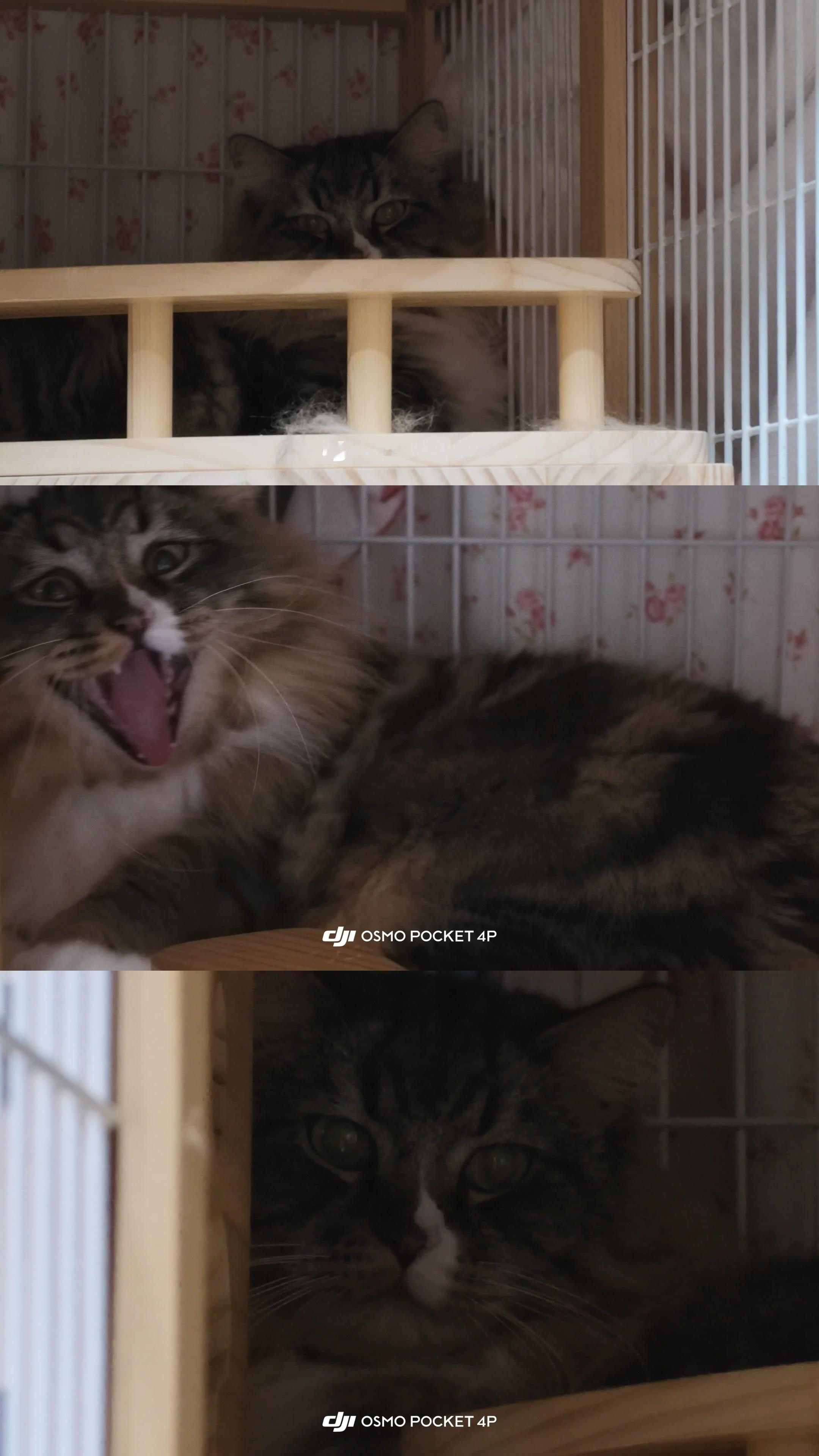 世界第一傻猫 ​  ​​​