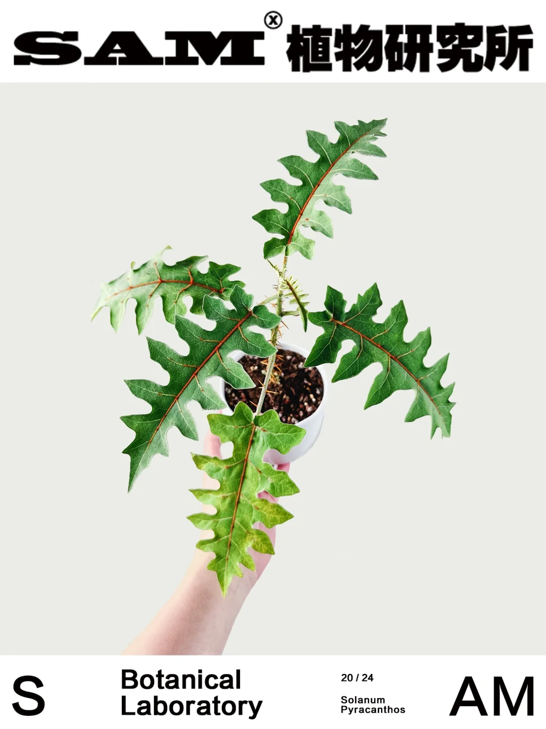 豪猪番茄｜Solanum Pyracanthum