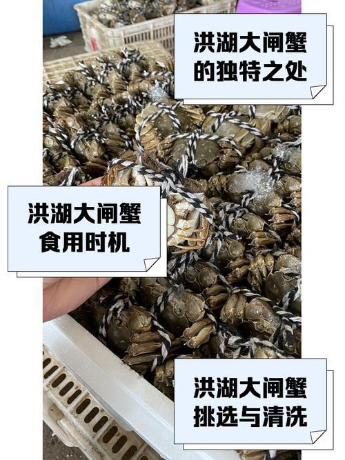 哪种螃蟹最好吃？答案：湖北的。

霜降一过，武汉菜市场的水产摊就支起了大红色的塑
