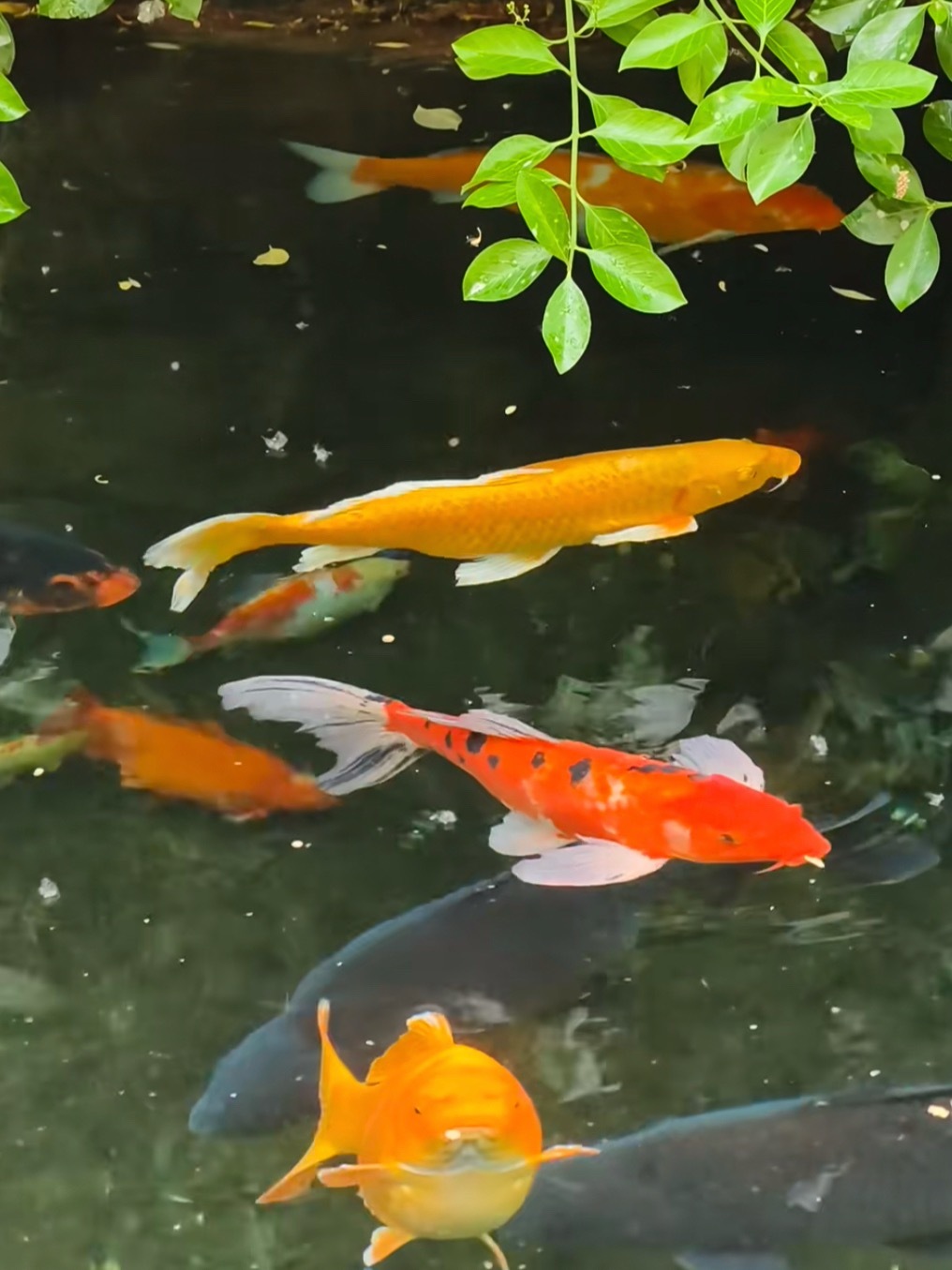 锦鲤 