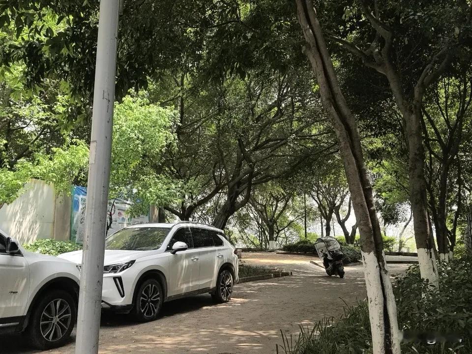 在重庆。随便你走到哪个小区。哪怕是最差的步梯房。都有绿化。重庆人从心底喜欢绿色。