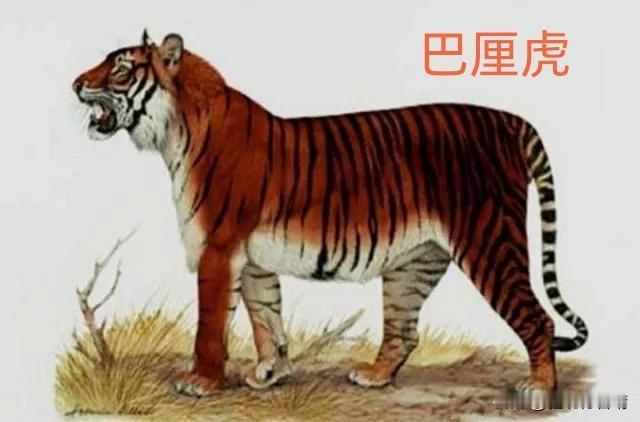 不要再以“人类”的名义让我们背锅了，这些灭绝物种与中国毫无无关
 
一谈起近代野