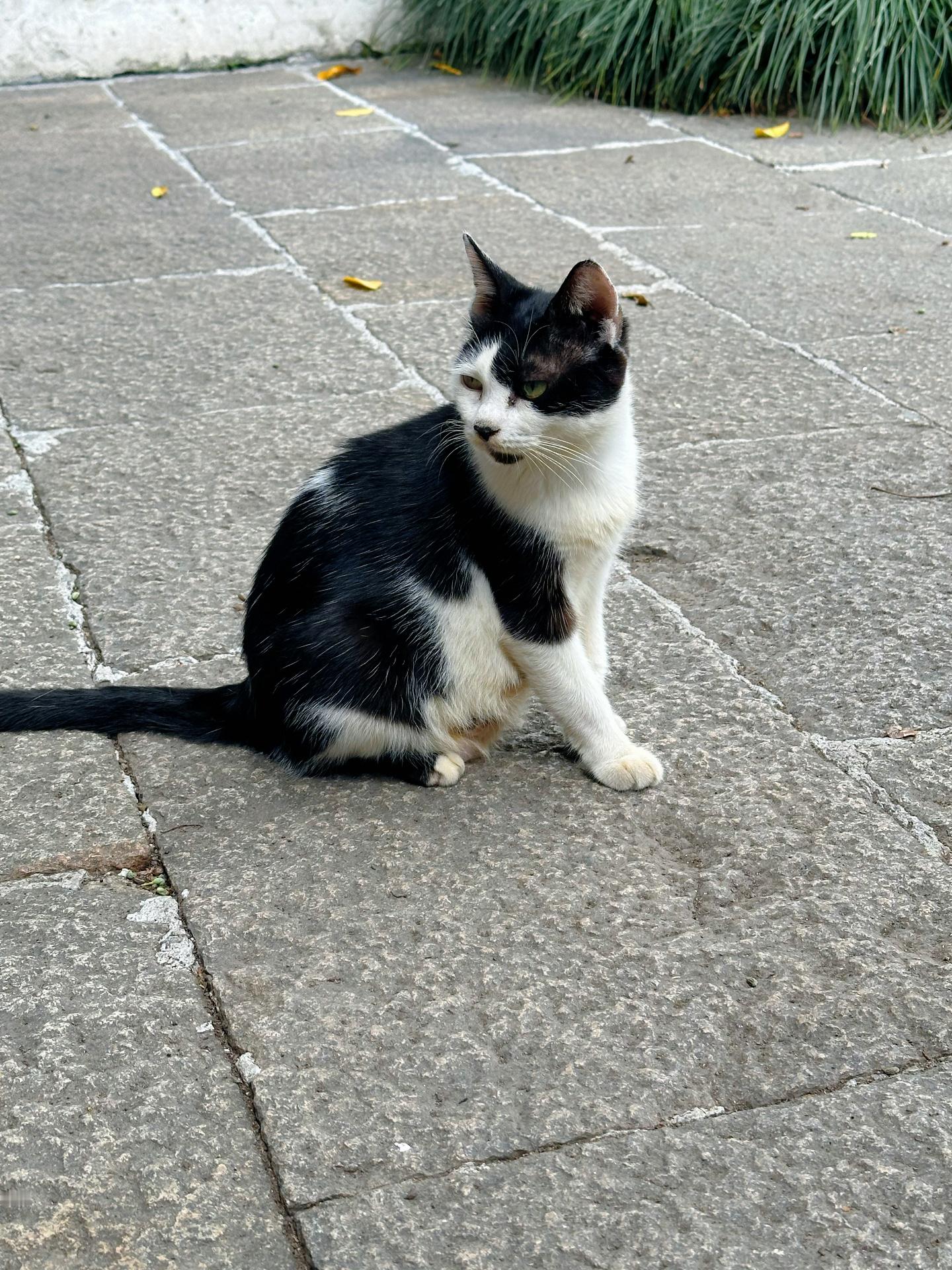 养猫的看到这个提示会一瞬间哭出来吧！