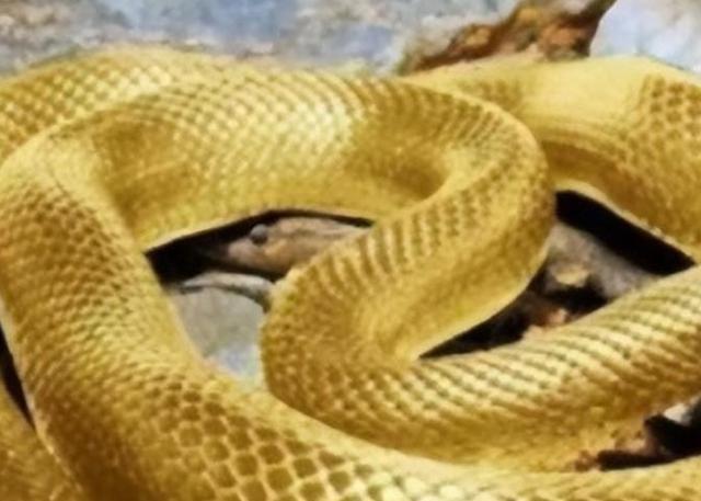 1975年，西安一老农挖地基，挖出一条大蛇，老农惊惧不已，刚要将它铲为两段，却发