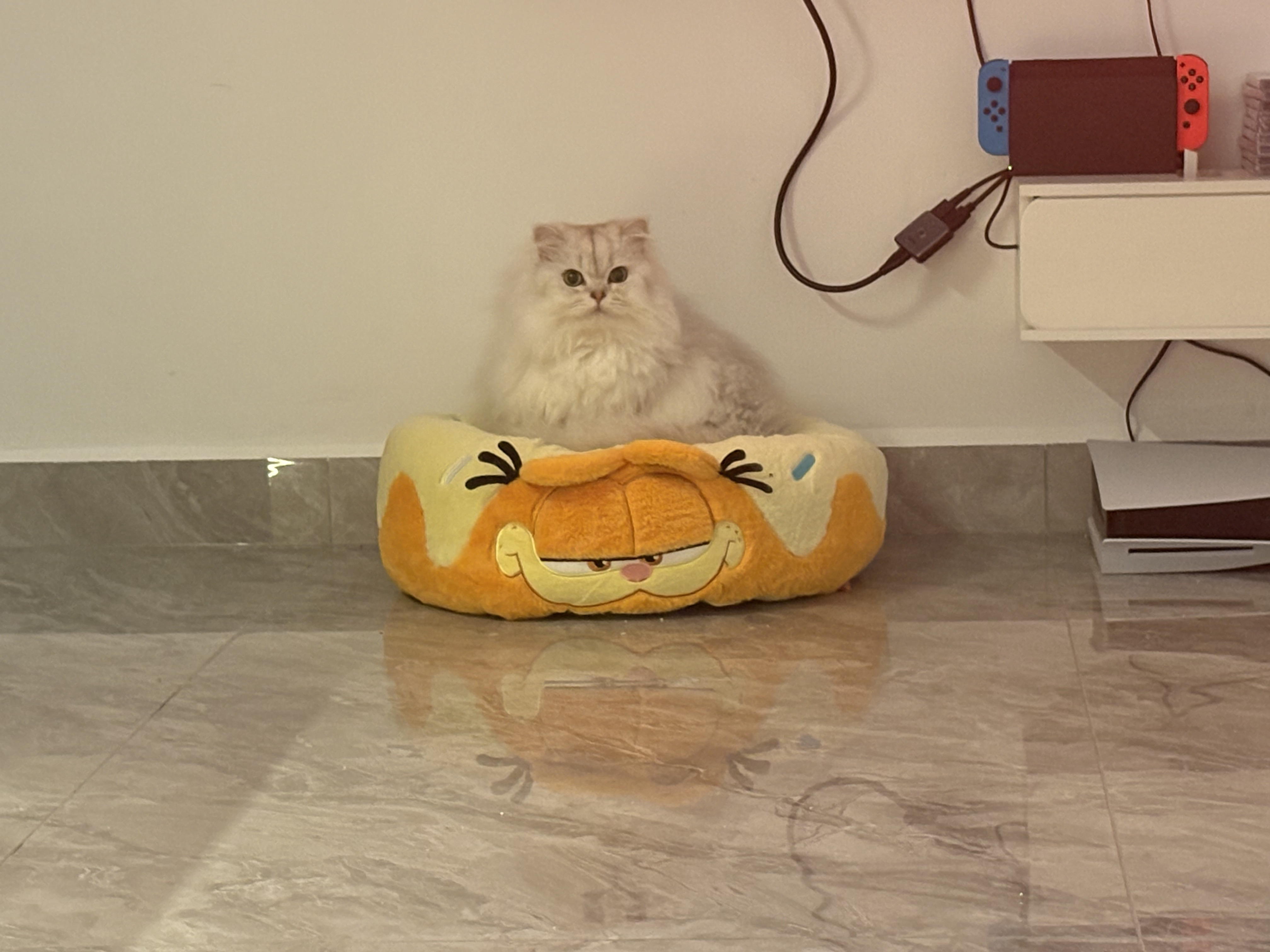 都最近的回访真的超多的金渐层猫舍金山猫重点色辣椒家新家回访英短英长金渐层