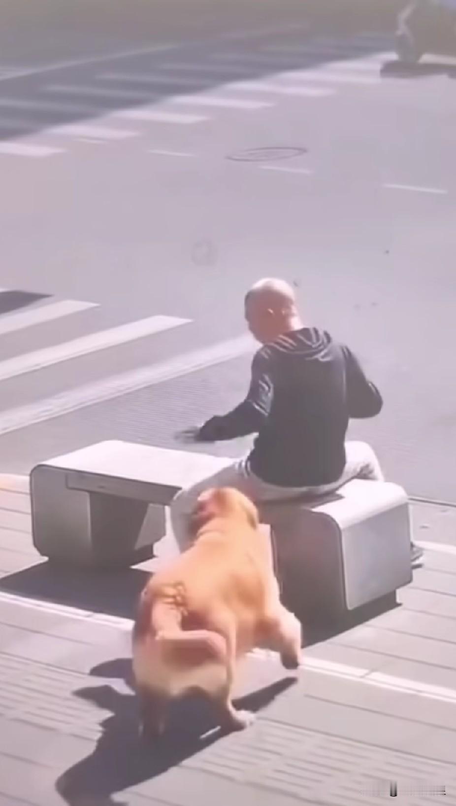 在监控画面中，一位大爷正坐在路边的石条上。这时，一只金毛跑过来，咬着大爷的裤子用