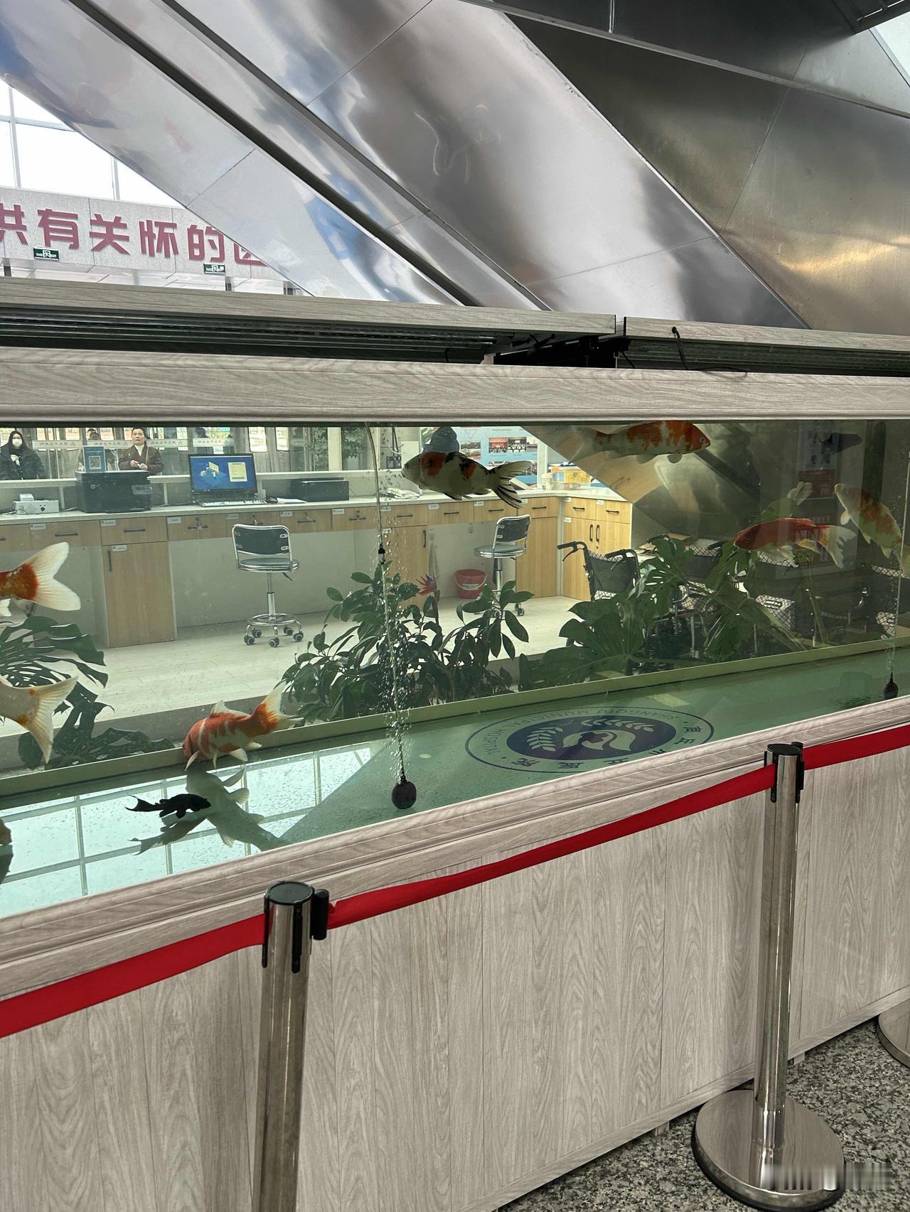医院也信风水吗？
进门就看见一个锦鲤鱼缸，还是有别的意思。