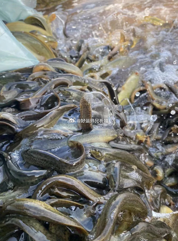 施小善，积大德。逆缘变为顺缘 ，为自己家人孩子息灾，增福。为自己积福报，放生就是