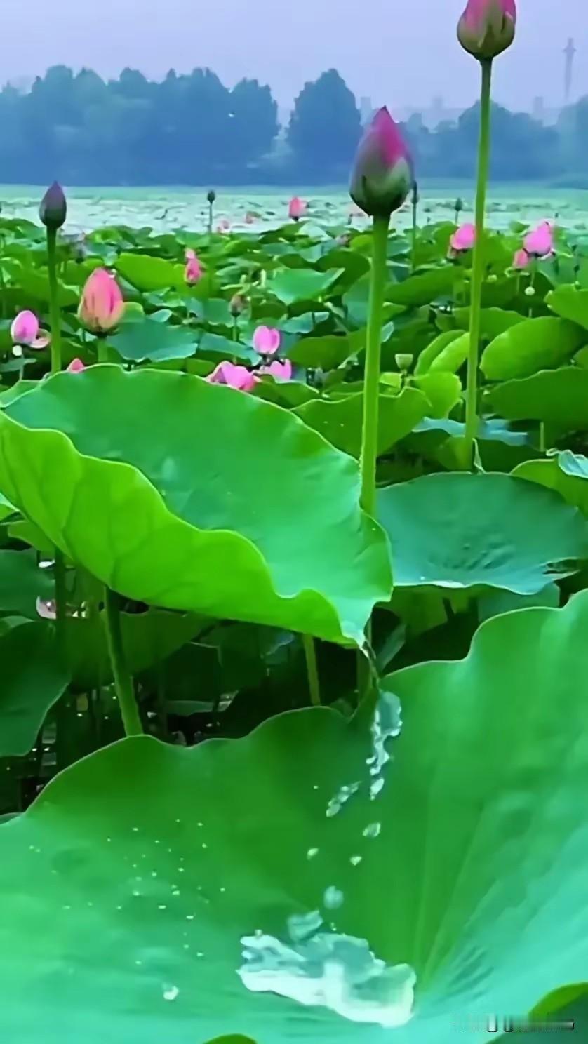 《鹧鸪天·夏塘观莲》

文/范圣嘉
 
碧沼繁葩映日光，轻飔拂叶起鳞浪。红衣叠叠